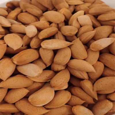 بادام سنگی 